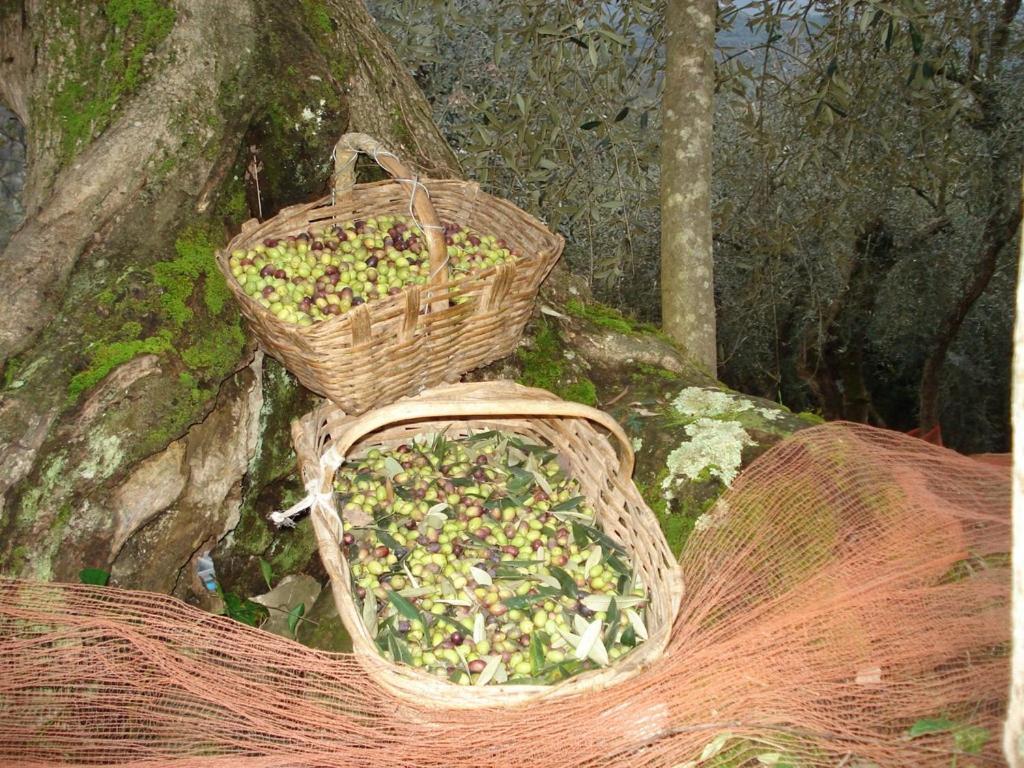 Agriturismo A Veggia Vigna Villa Garlenda Kültér fotó