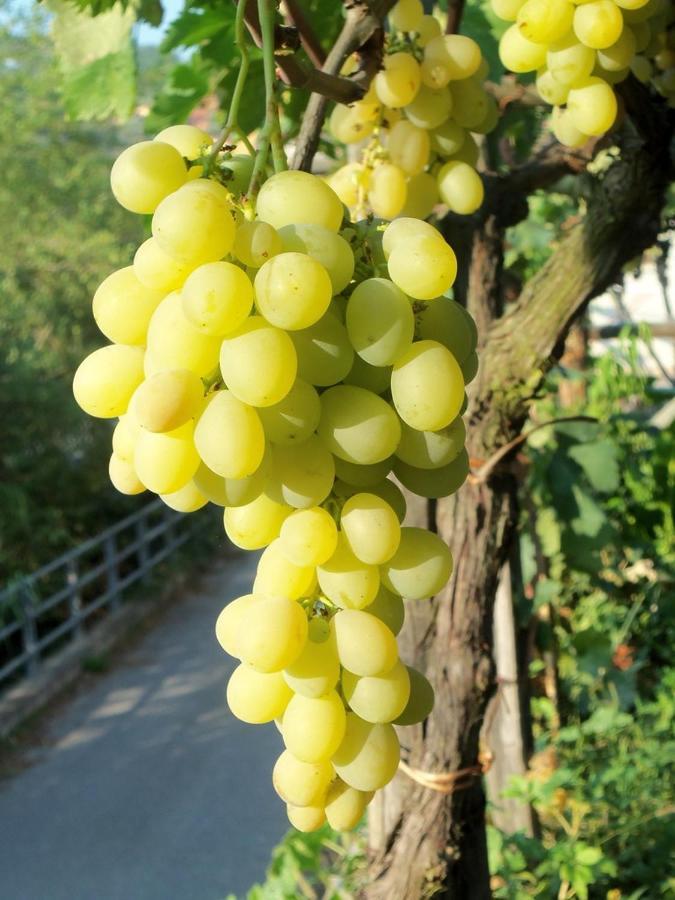 Agriturismo A Veggia Vigna Villa Garlenda Kültér fotó