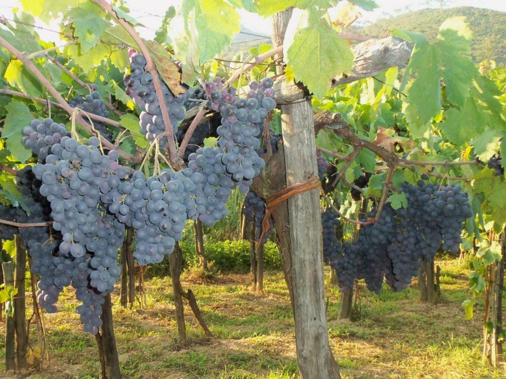 Agriturismo A Veggia Vigna Villa Garlenda Kültér fotó